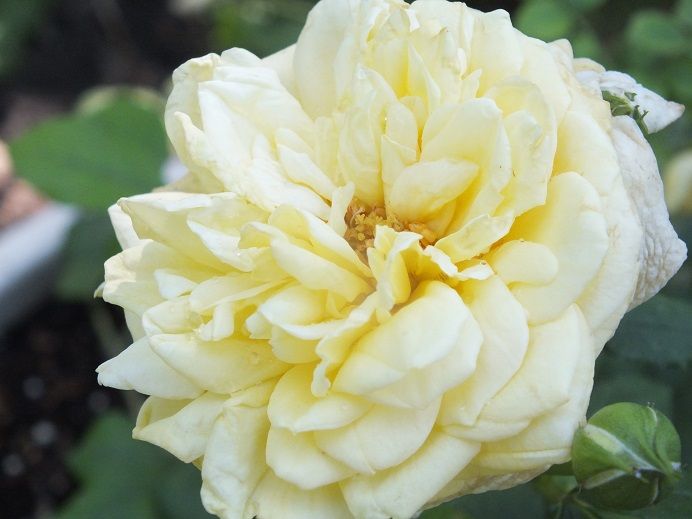  photo zeus2_zps2c730201.jpg